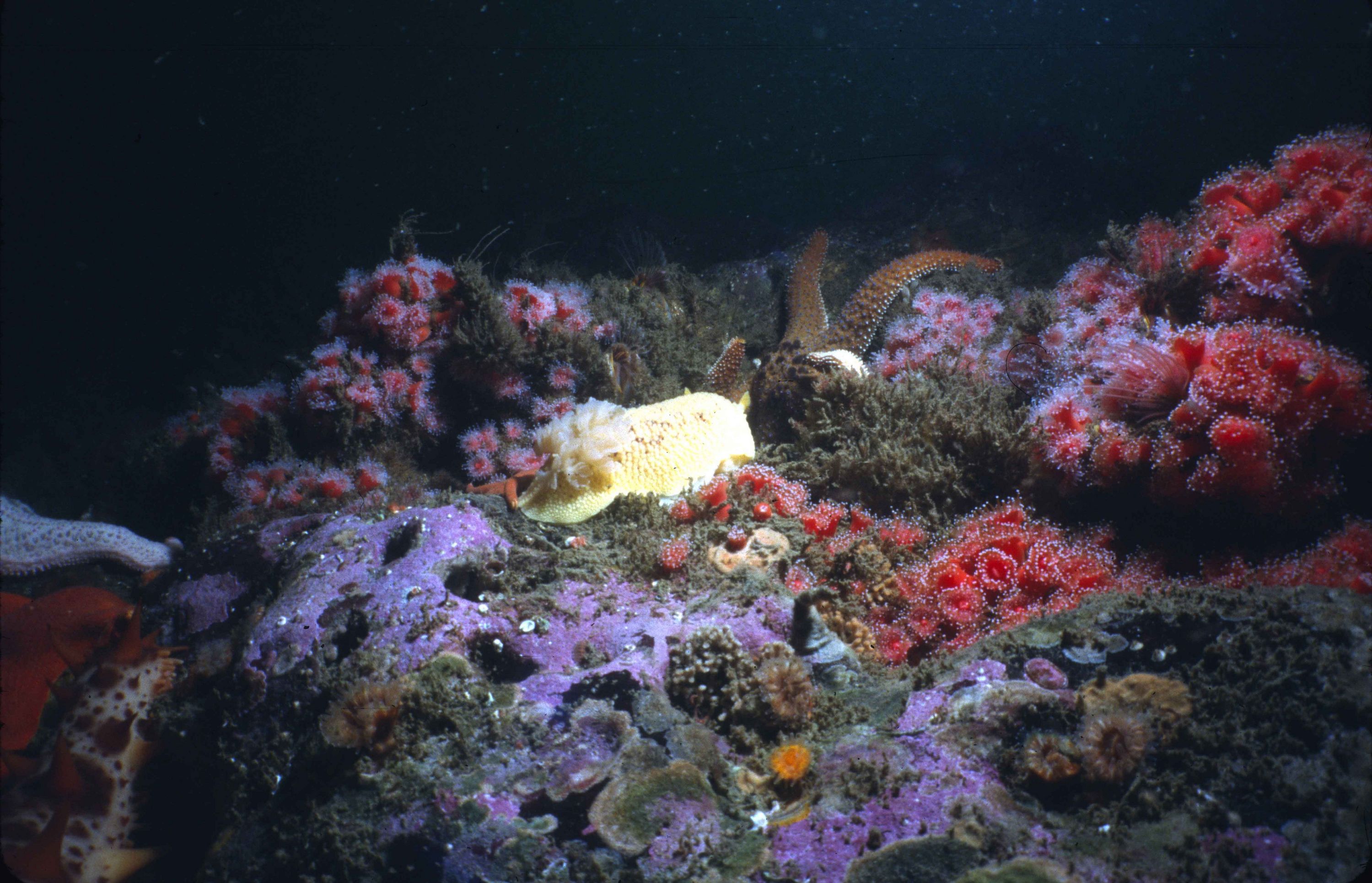 Anisodoris nobilis