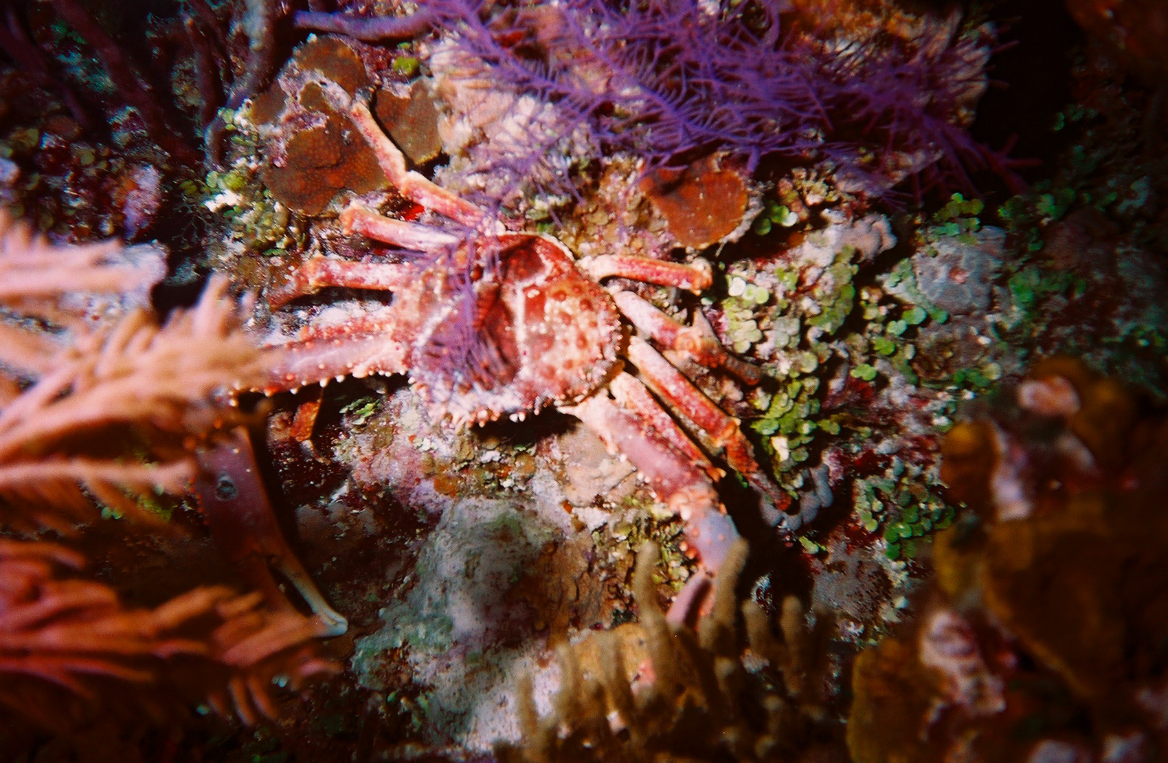 Another Crab