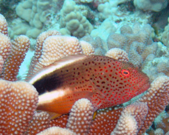 Another-fish-on-coral