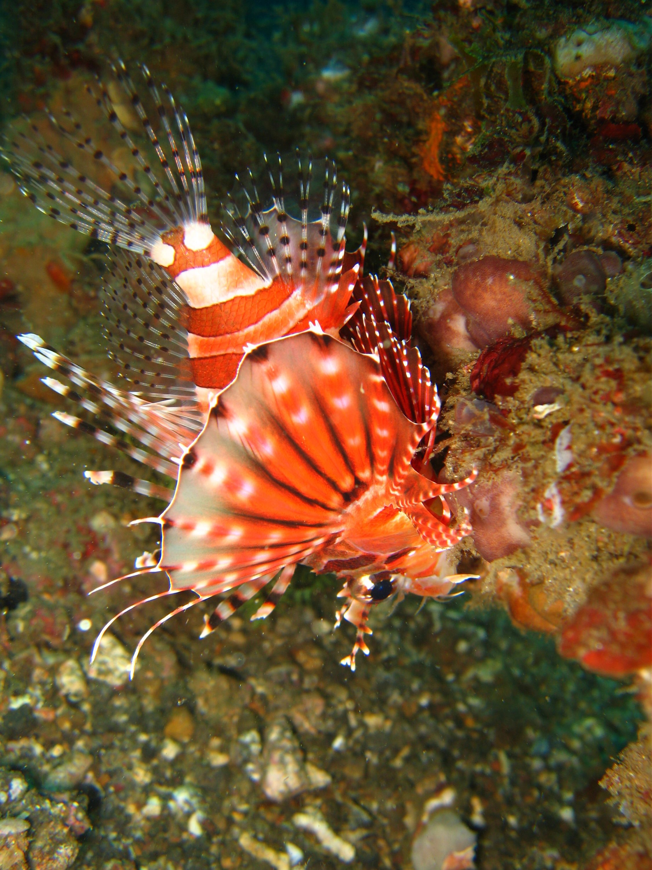 another lion fish