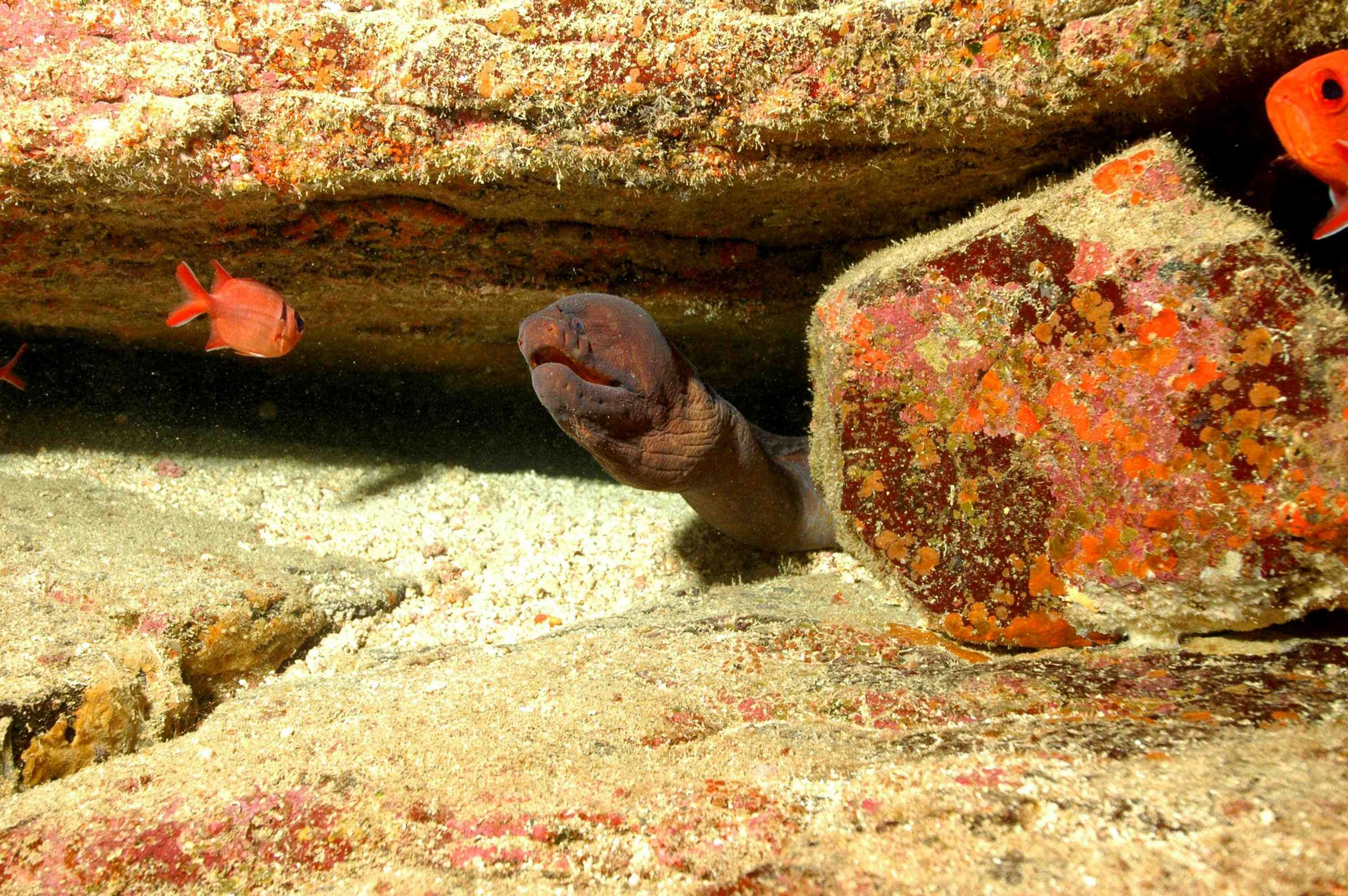 Another Moray by Terry Goldie