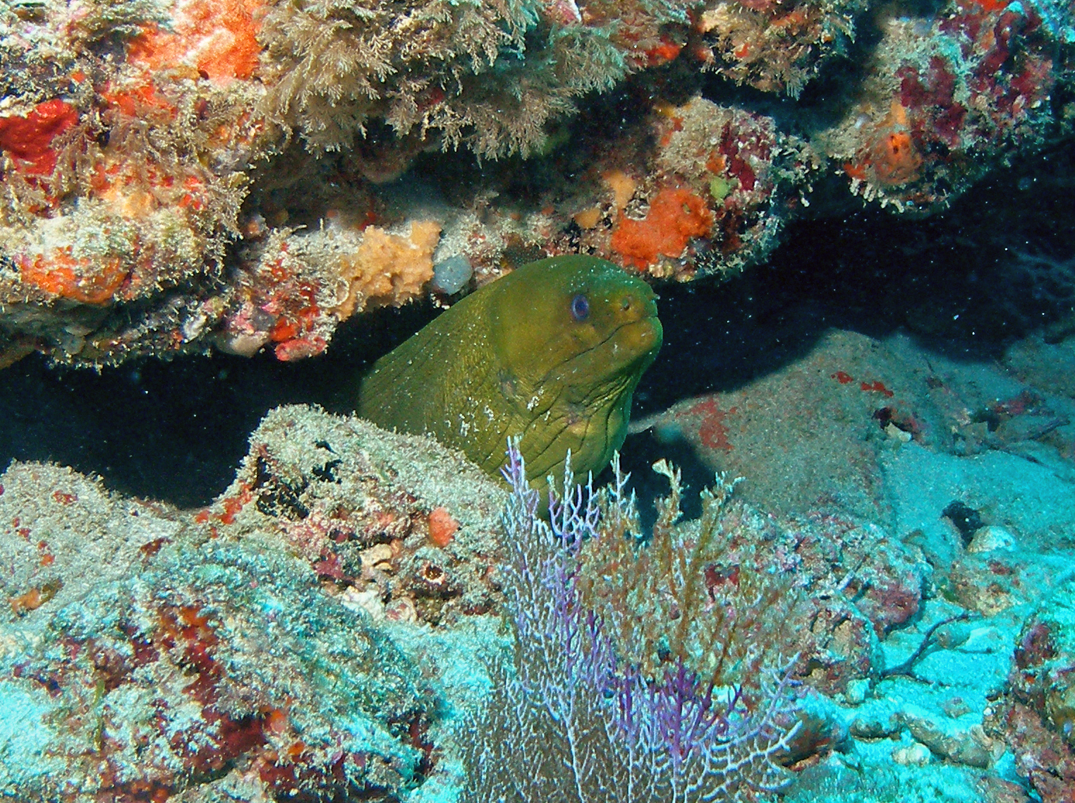 Another Moray Moment