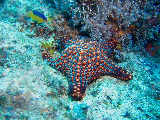 another of the colorful seastars of Costa Rica