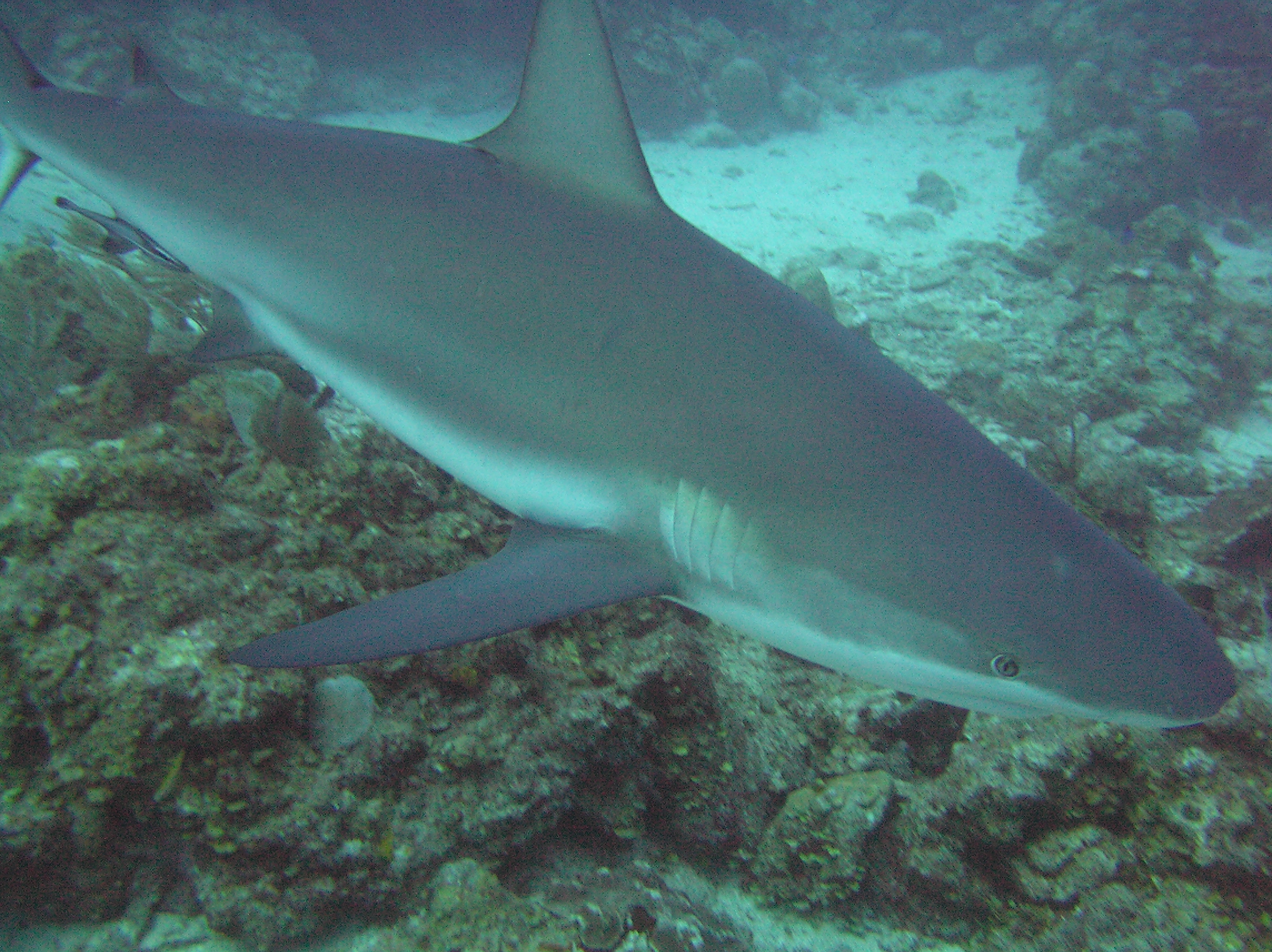 Another reef shark