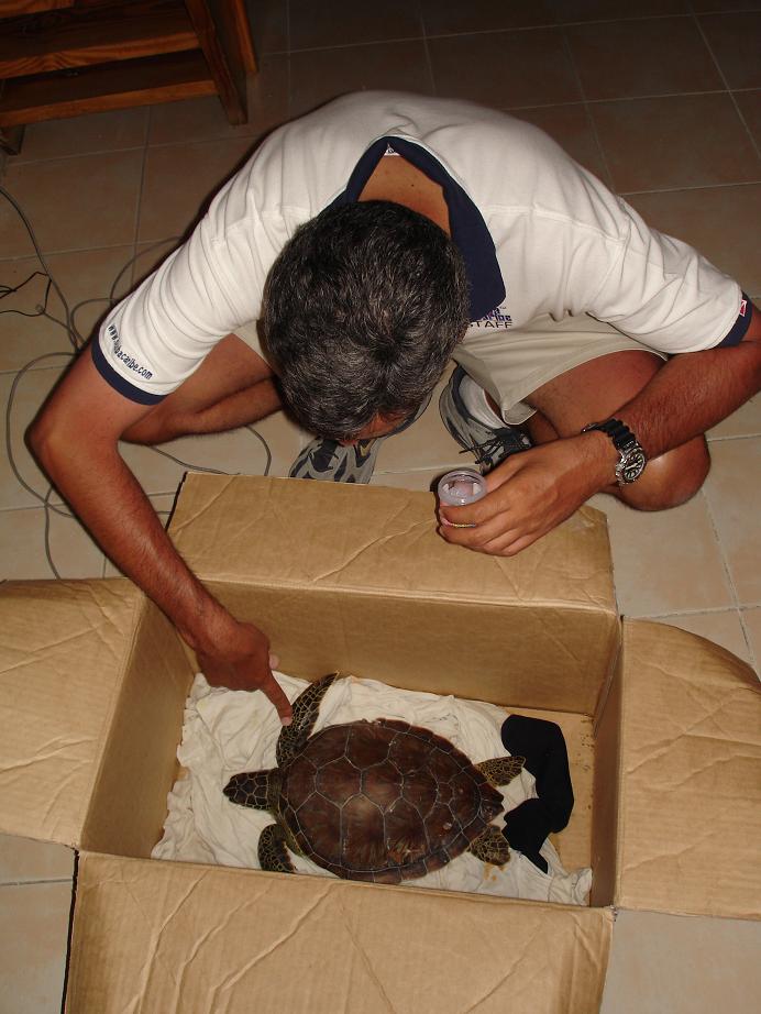 another saved turtle