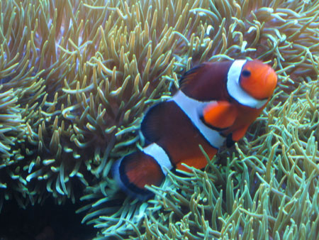 Another shot of Nemo!
