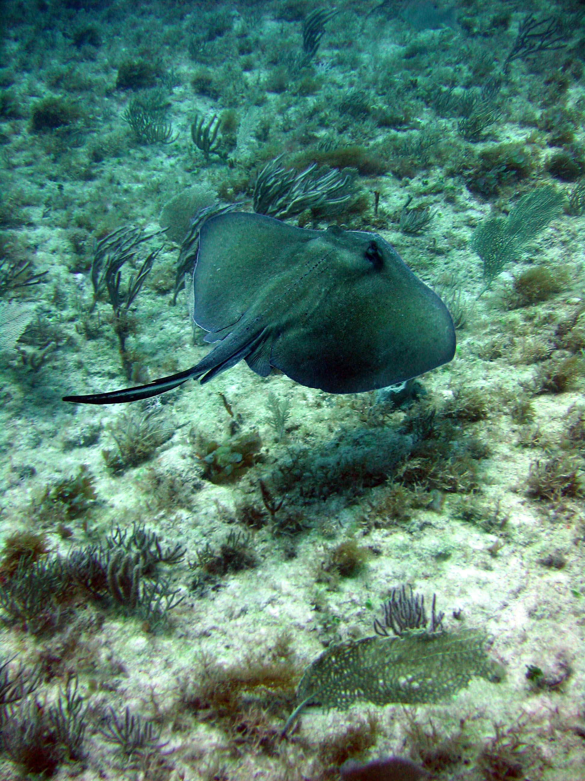 Another Sting Ray