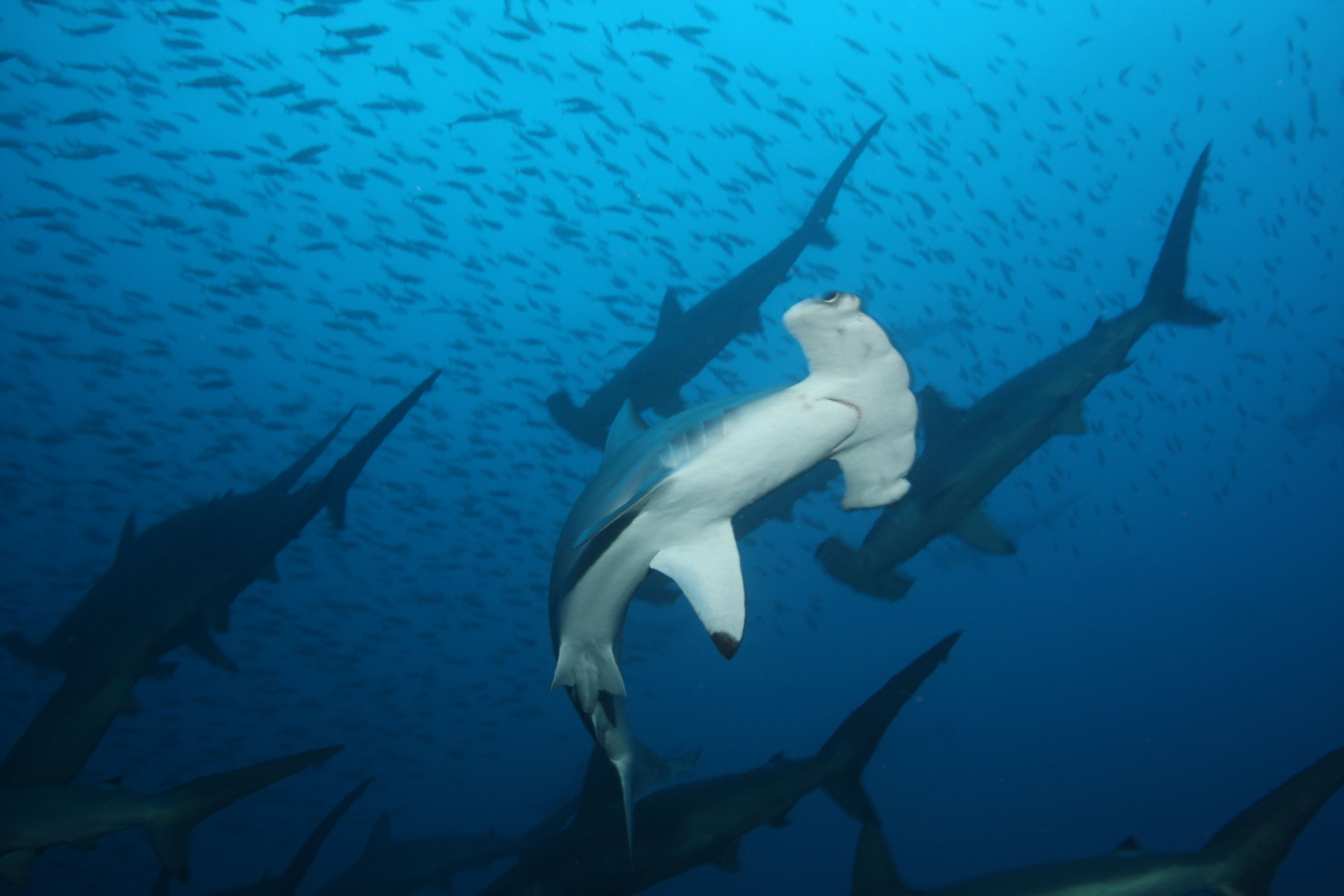 Another_Hammerhead
