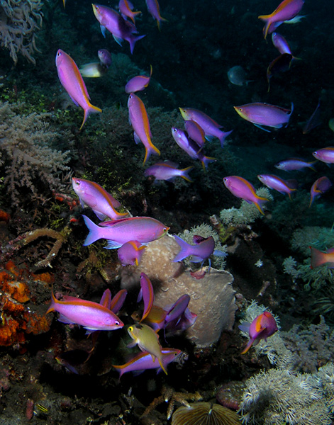 Anthias Flurry