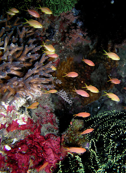 Anthias in Coral Colors