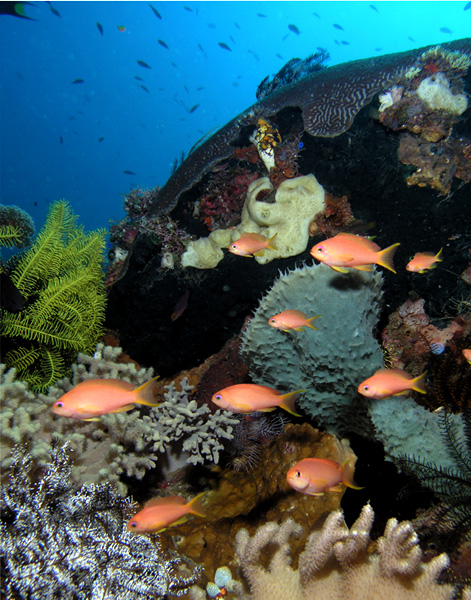Anthias in the current