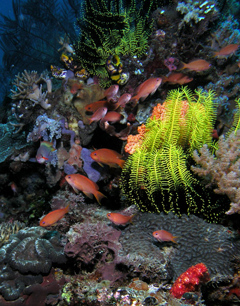 Anthias Playground