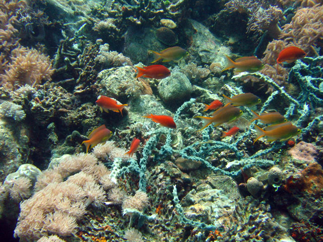 anthias