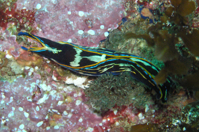 "Anti-Nudibranch" (Prey on Nudibranch's)