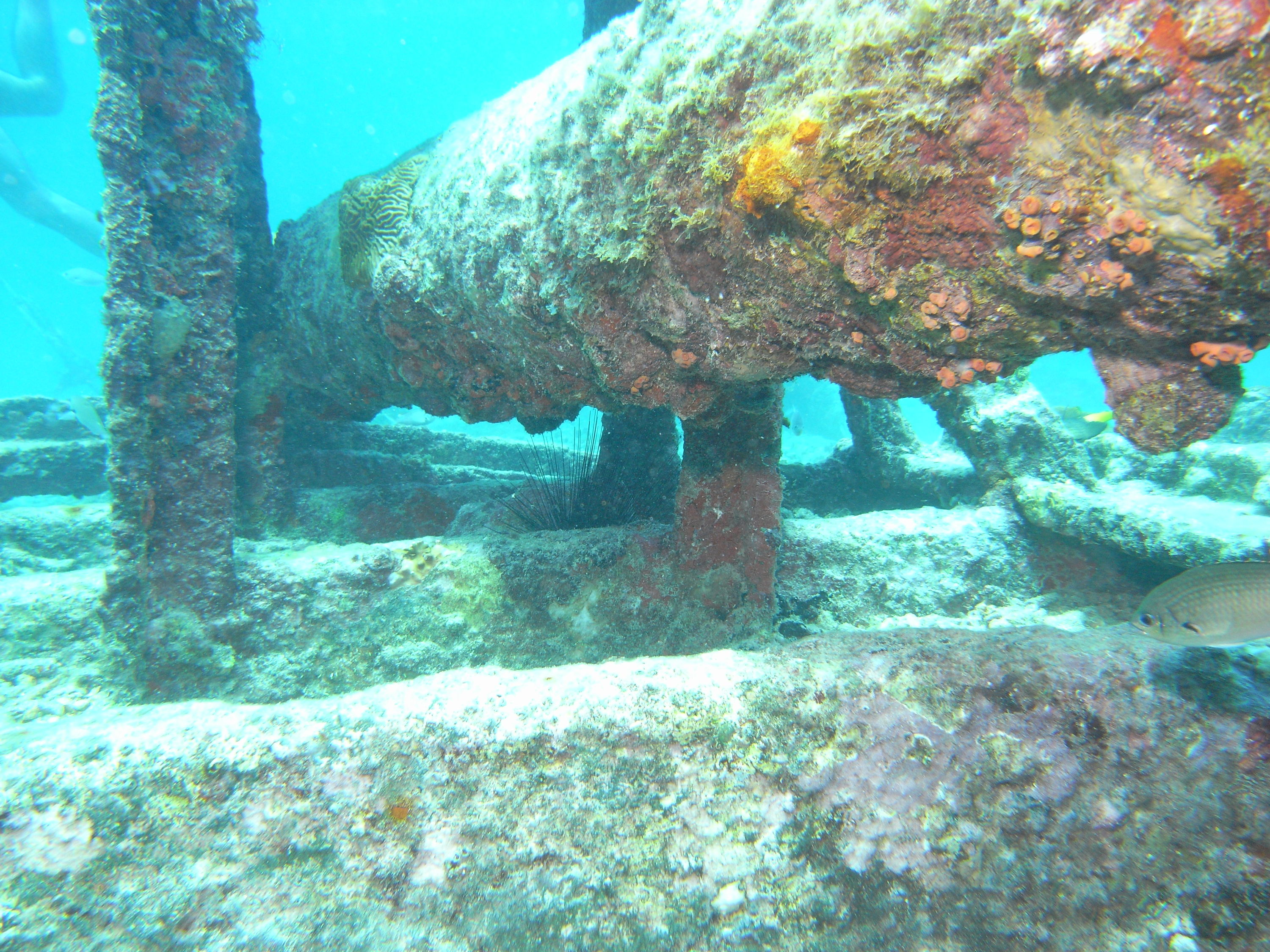 Antilla Wreck Aruba