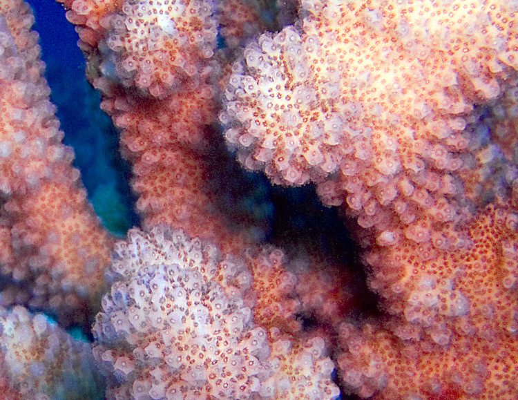 Antler Coral - Molokini