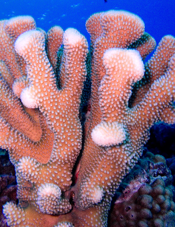 Antler_Coral_PB030014