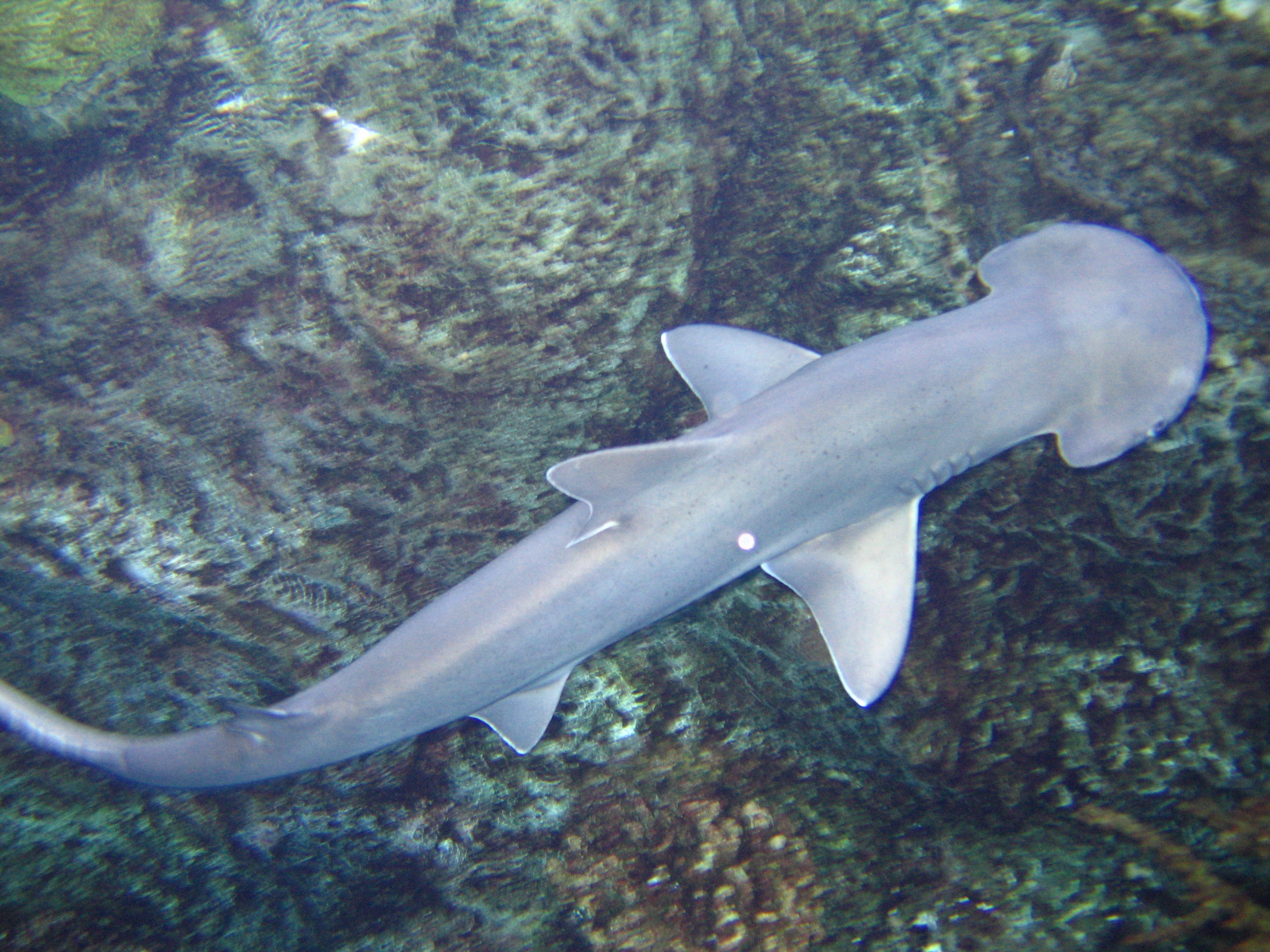 AOP bonnethead shark