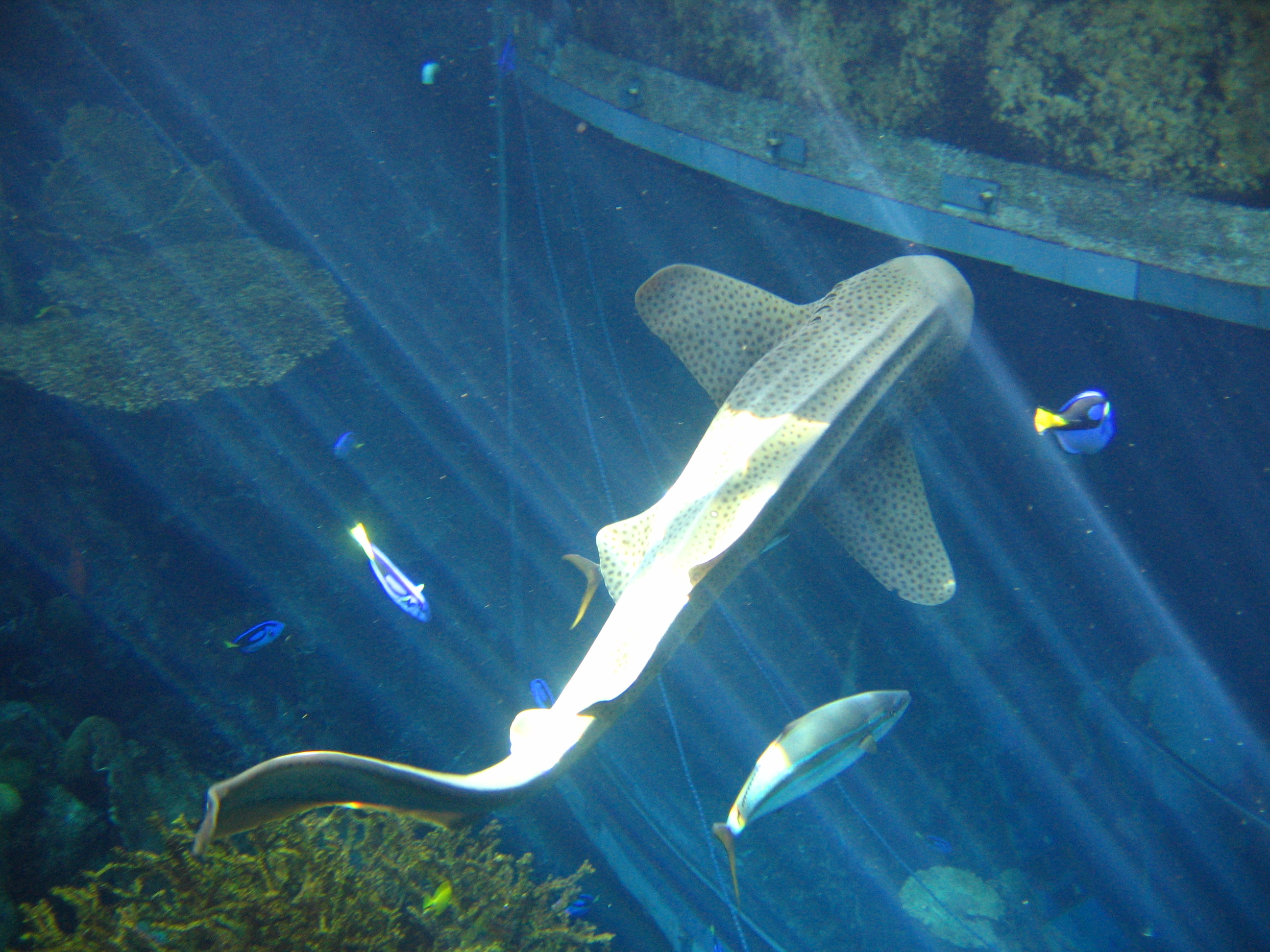 AOP zebra shark