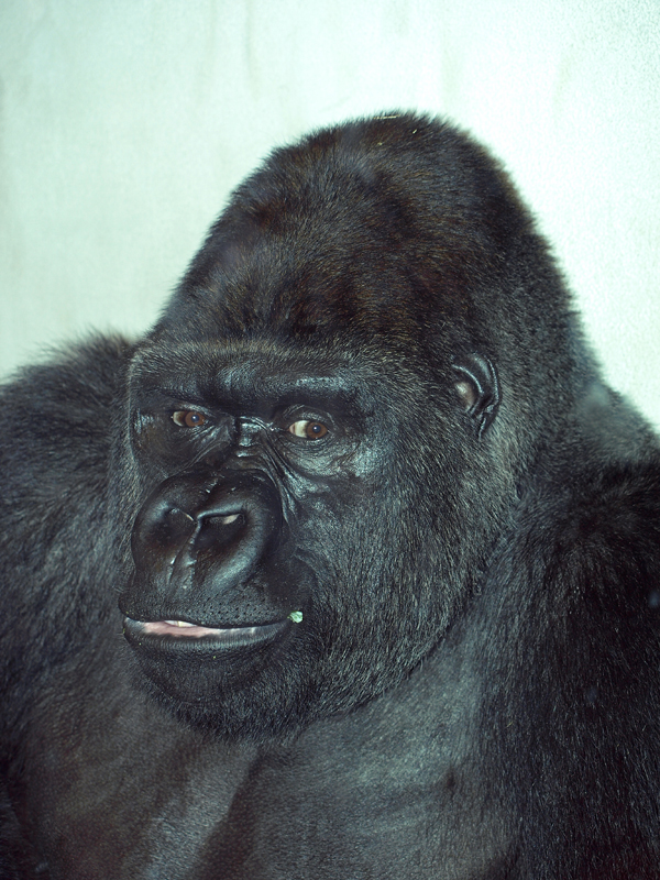 Ape mugshot