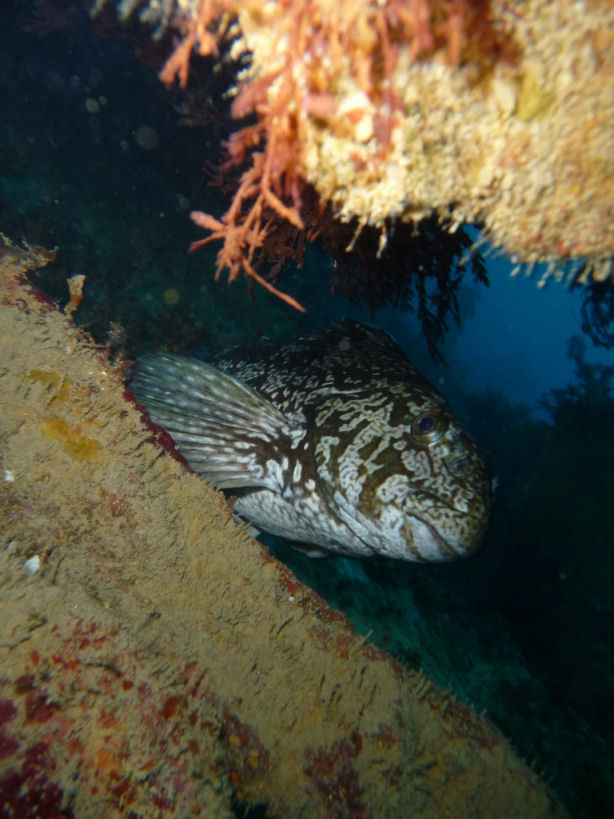 Aplodactylus arctidens (Southern Sea Carp/Marblefish)