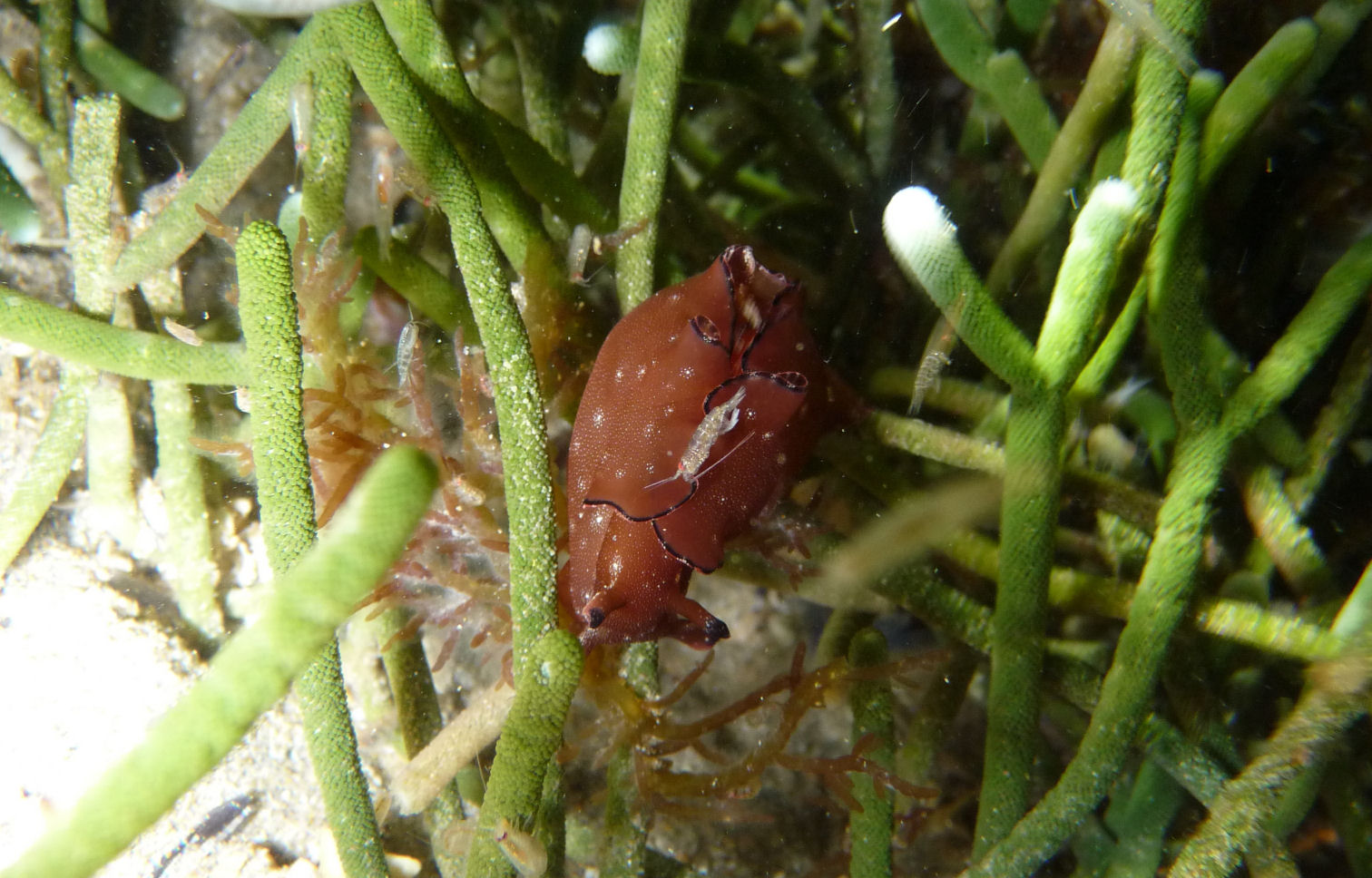 Aplysia parvula