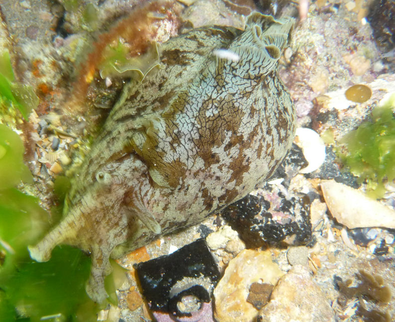 Aplysia sydneyensis (Sea hare)