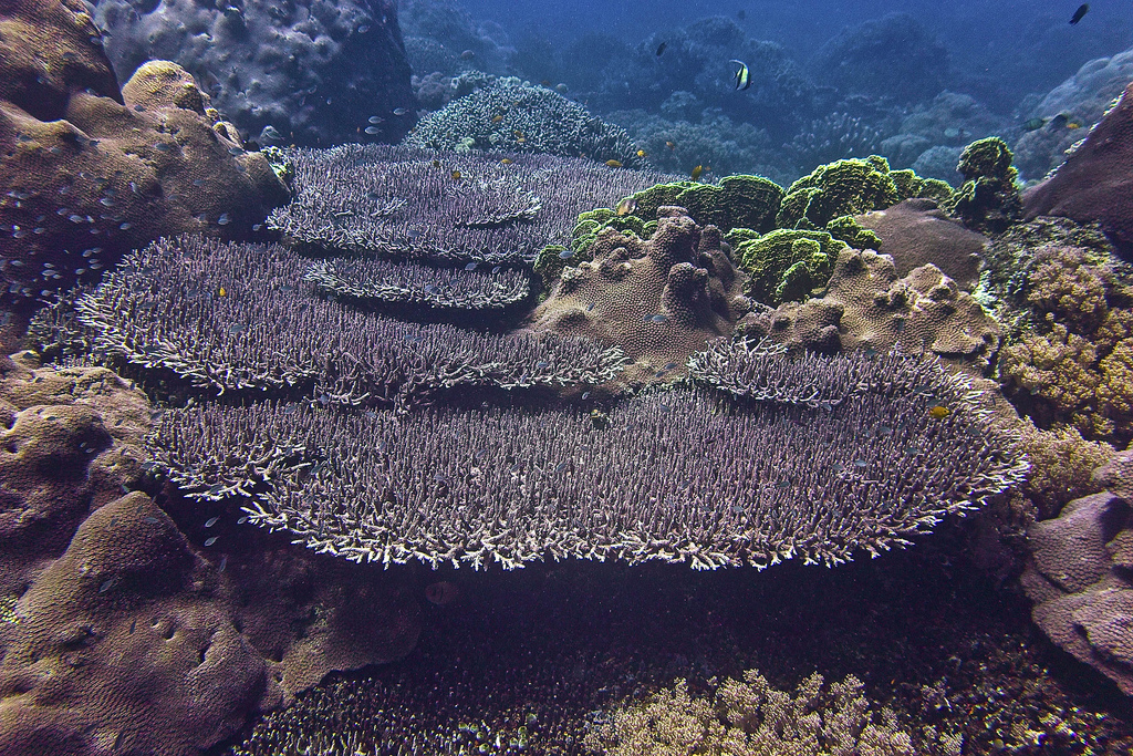 apo island sanctuary