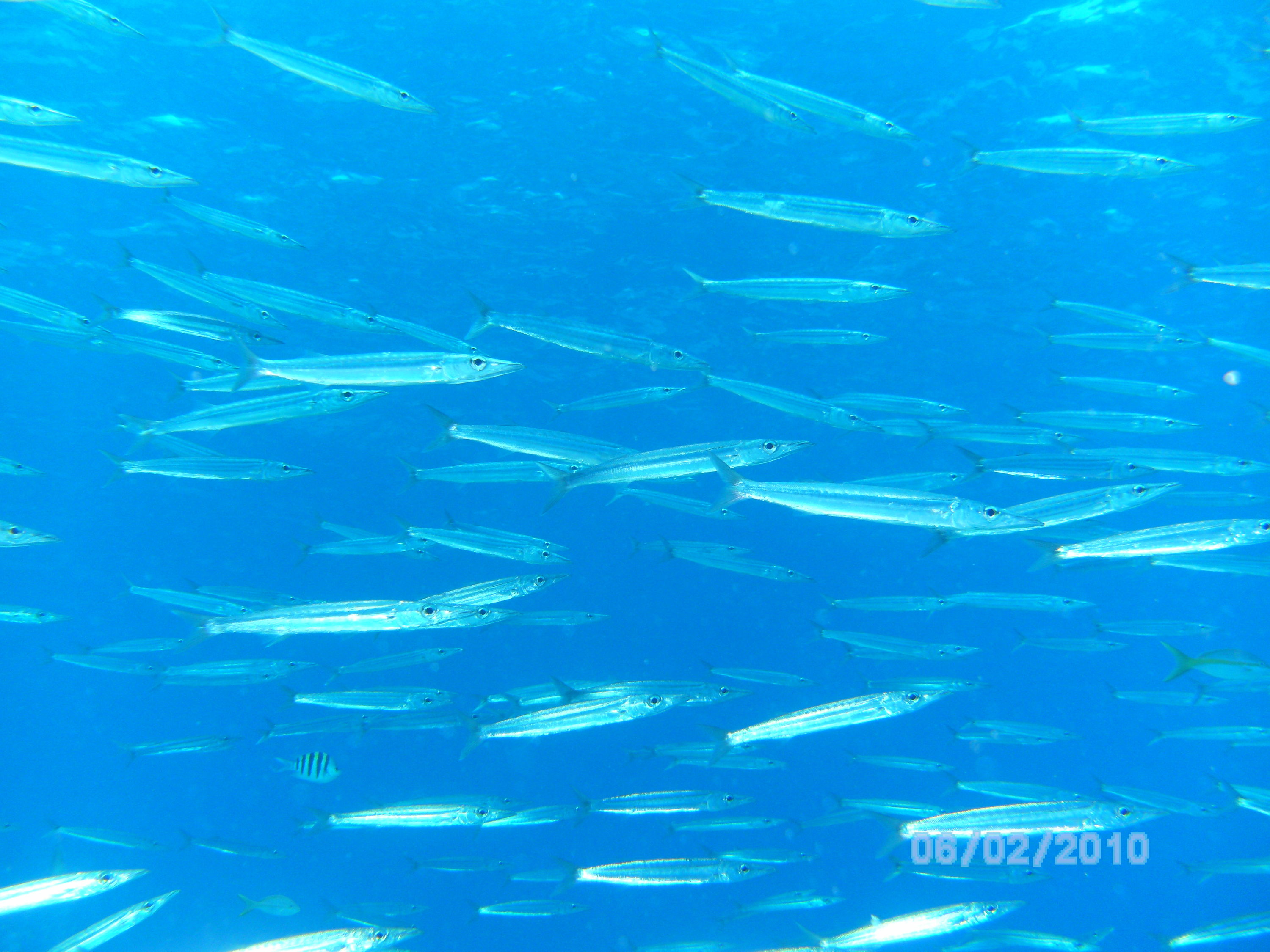 Aqua Cat 2010