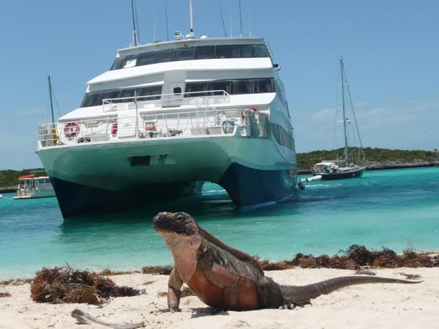 Aqua Cat and Iguanas of Allen's Cay.