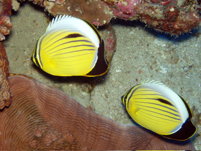 Arabian Butterfly Fish Couple