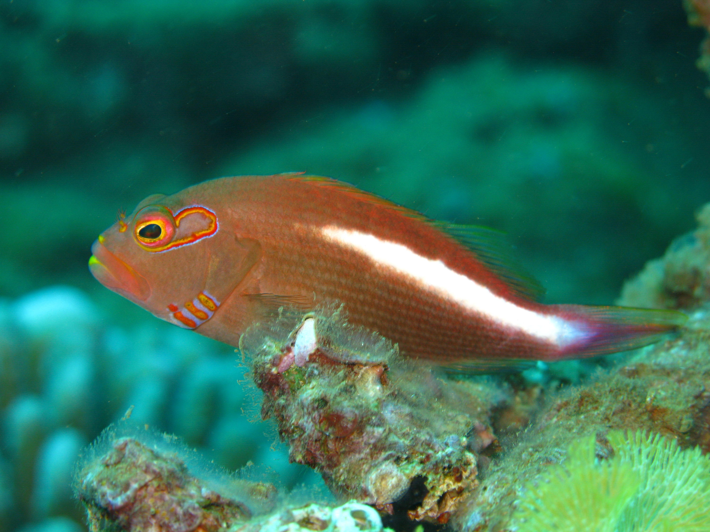 Arc Eye Hawkfish | ScubaBoard