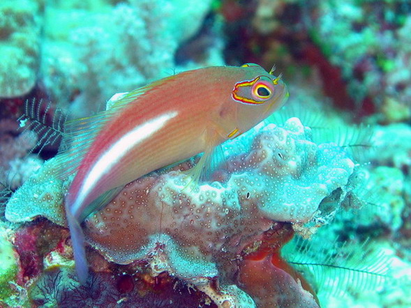 Arc-Eye Hawkfish