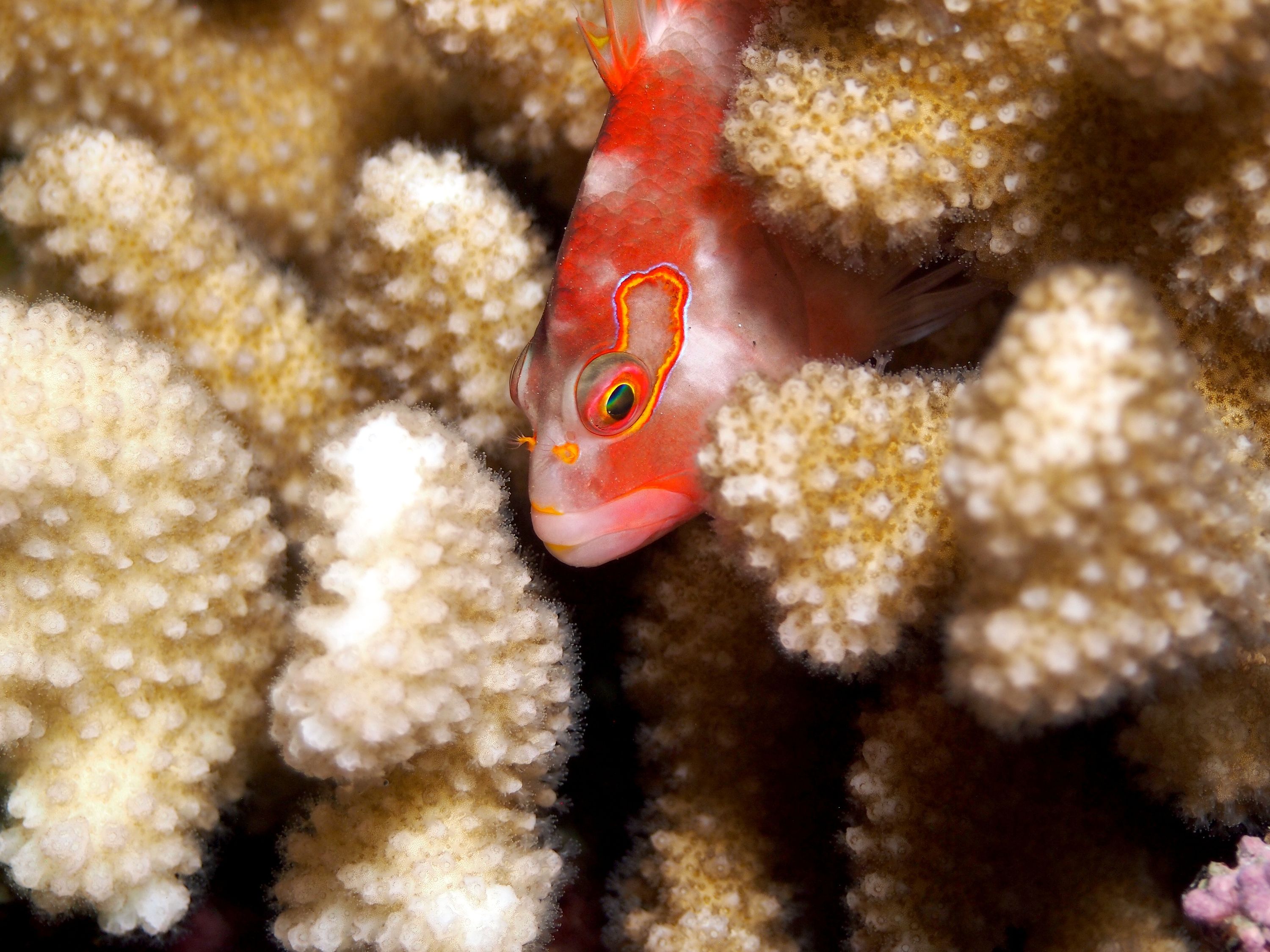 Arc-eye Hawkfish