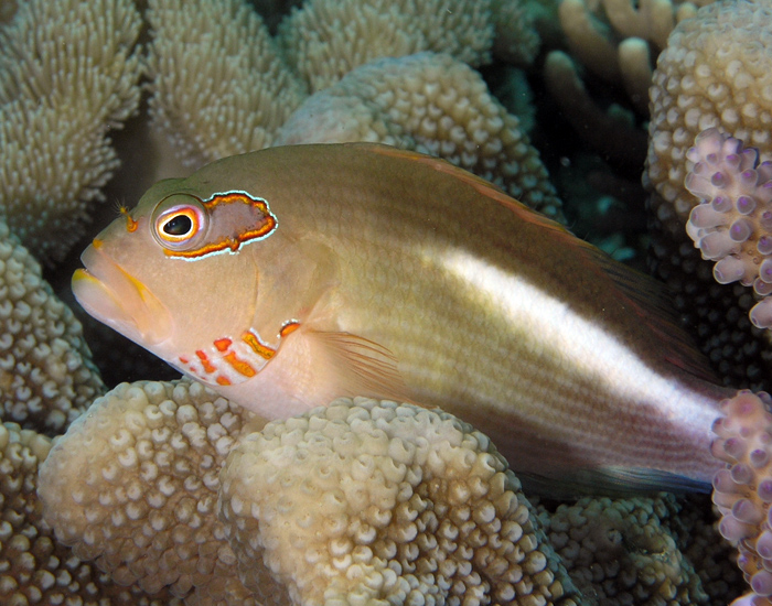 Arc Eye Hawkfish