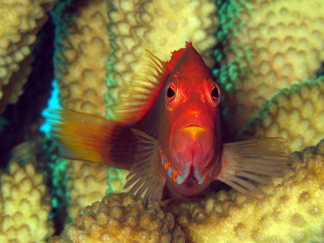 Arc Eye Hawkfish