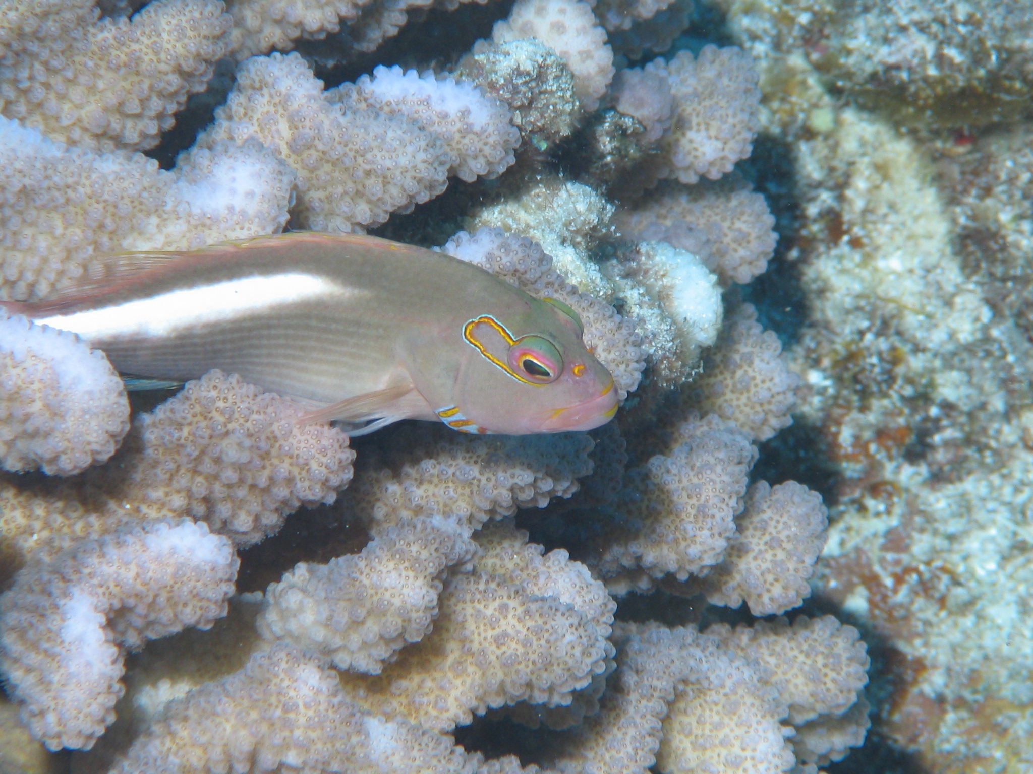 Arc-Eyed Hawkfish