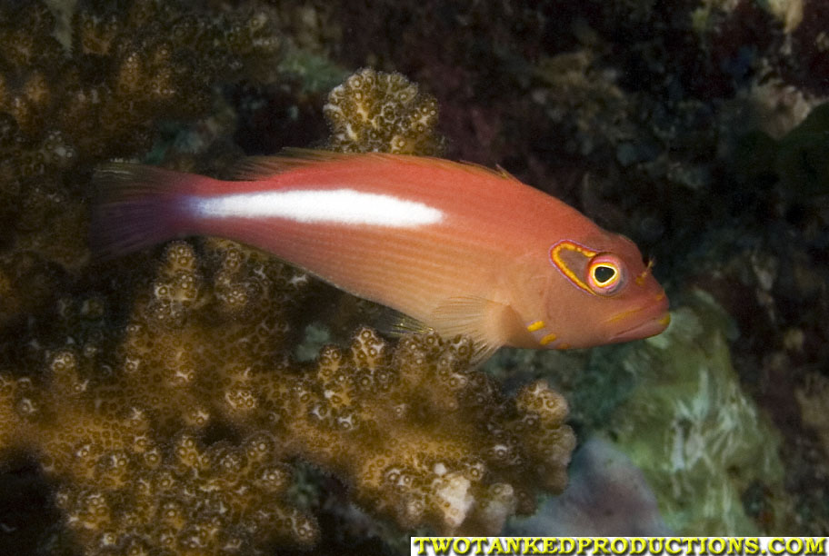 Arch Eye Hawk Fish in Beqa Lagoon