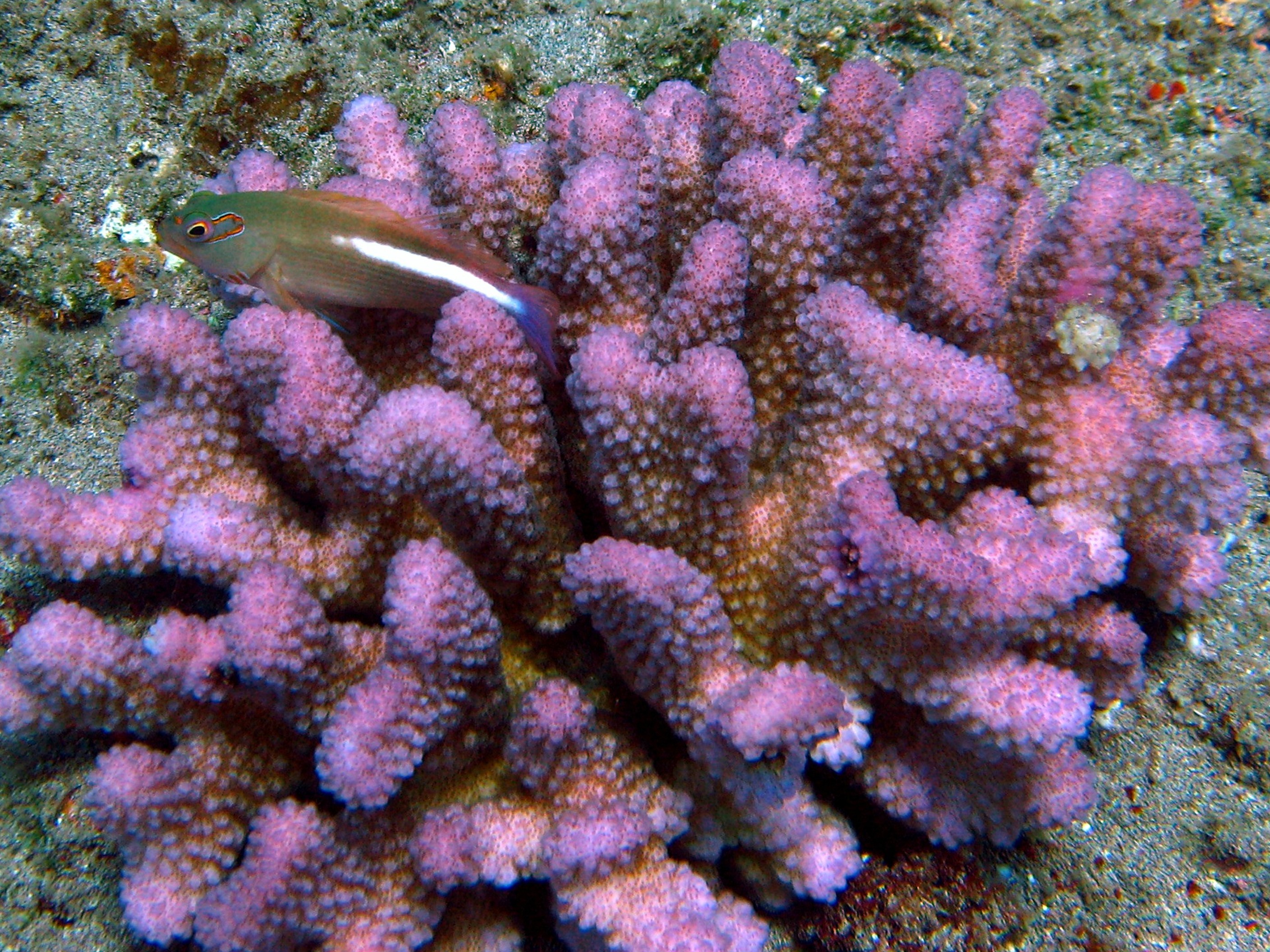 Arch Eyed Hawkfish