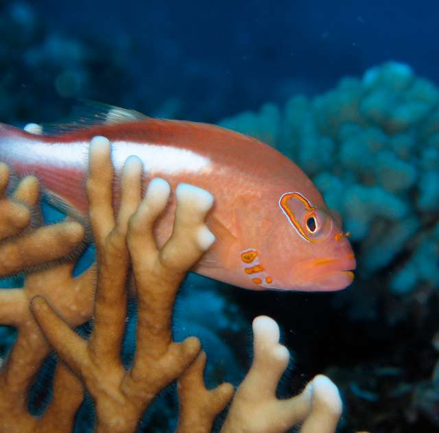 Arch-eyed Hawkfish