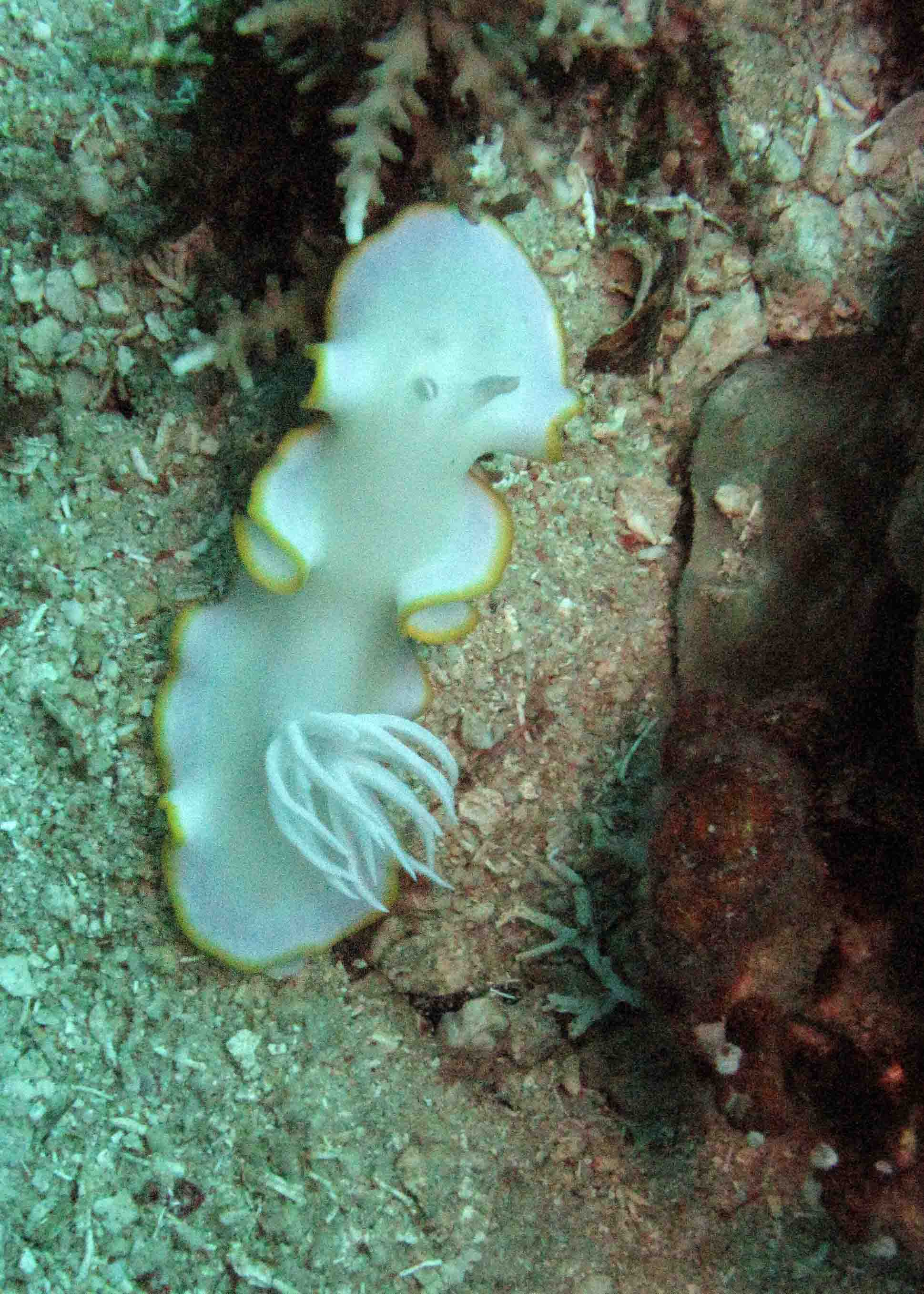 Ardeadoris egretta