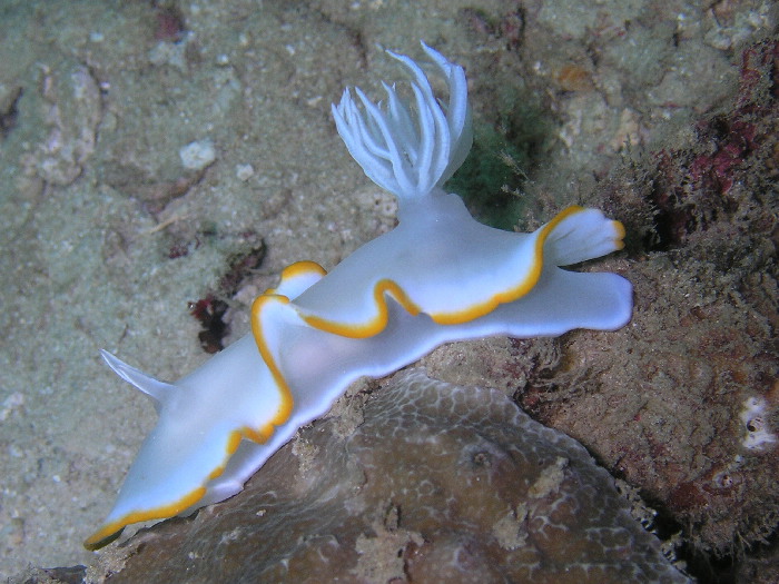 ardeadoris egretta