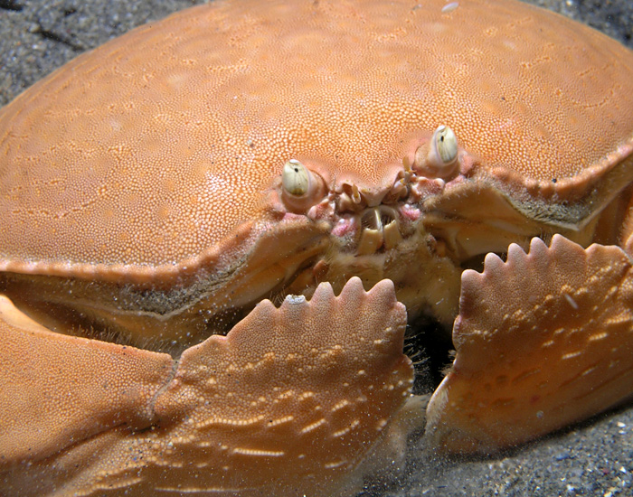 Armored crab