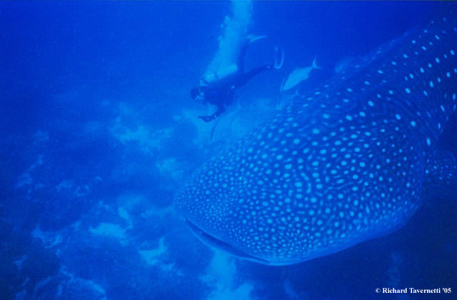 Aron and the Deep Whale Shark