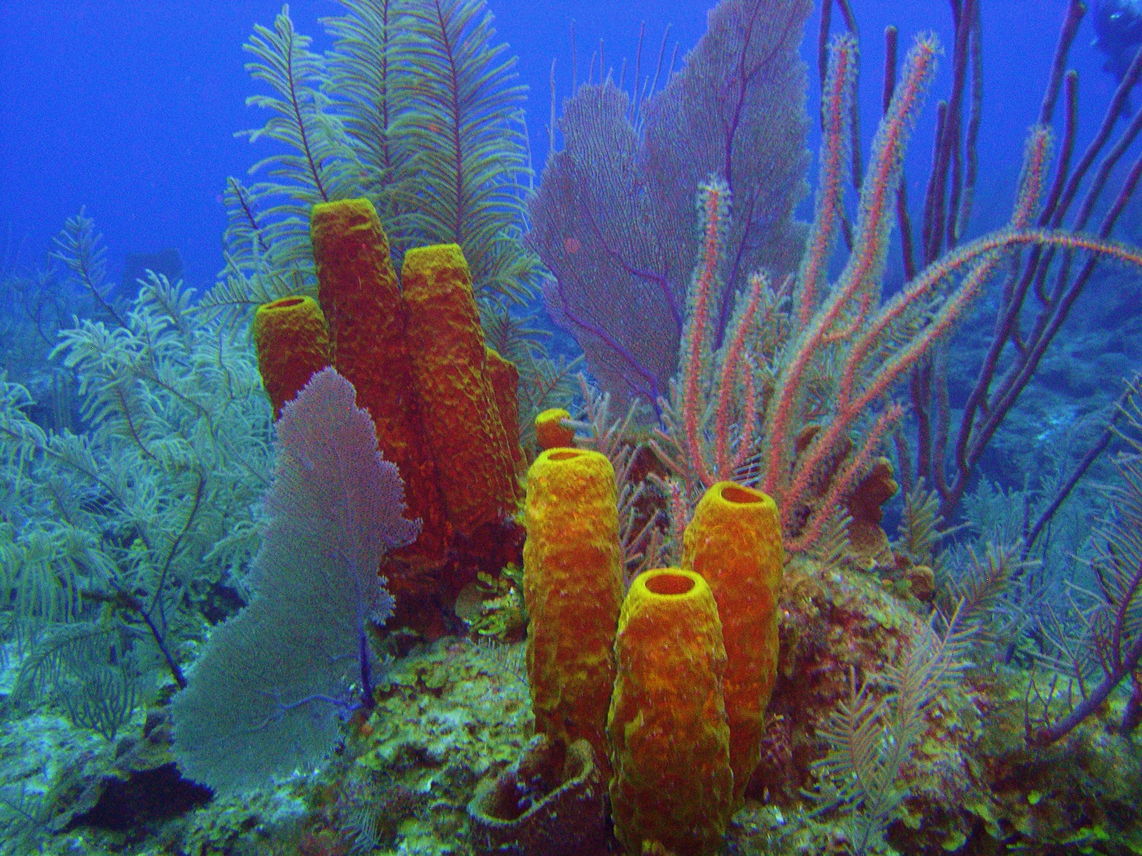 Around Cayman