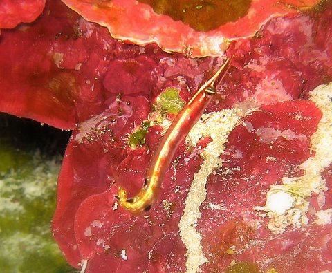 arrow blenny