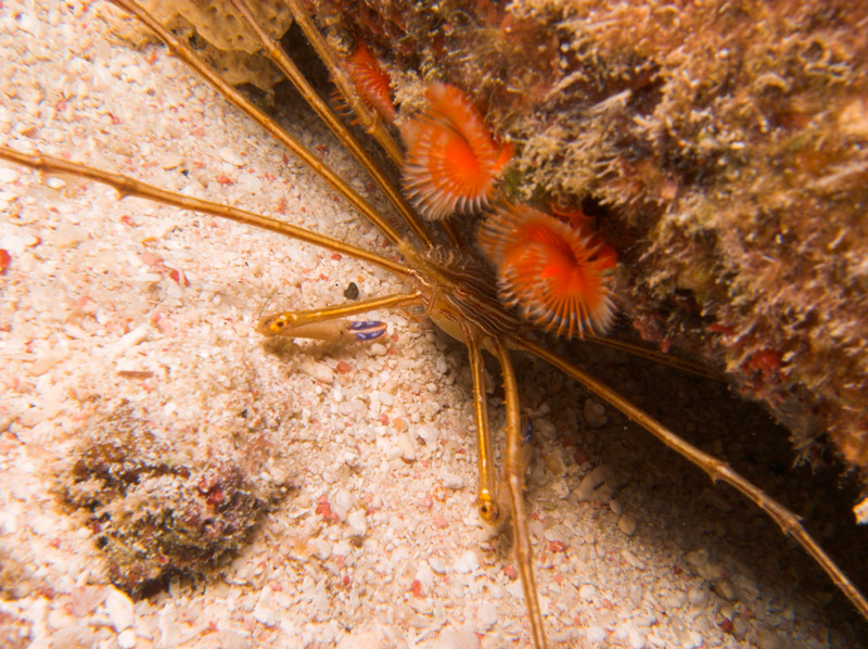 Arrow Crab and Horseshoe Worms