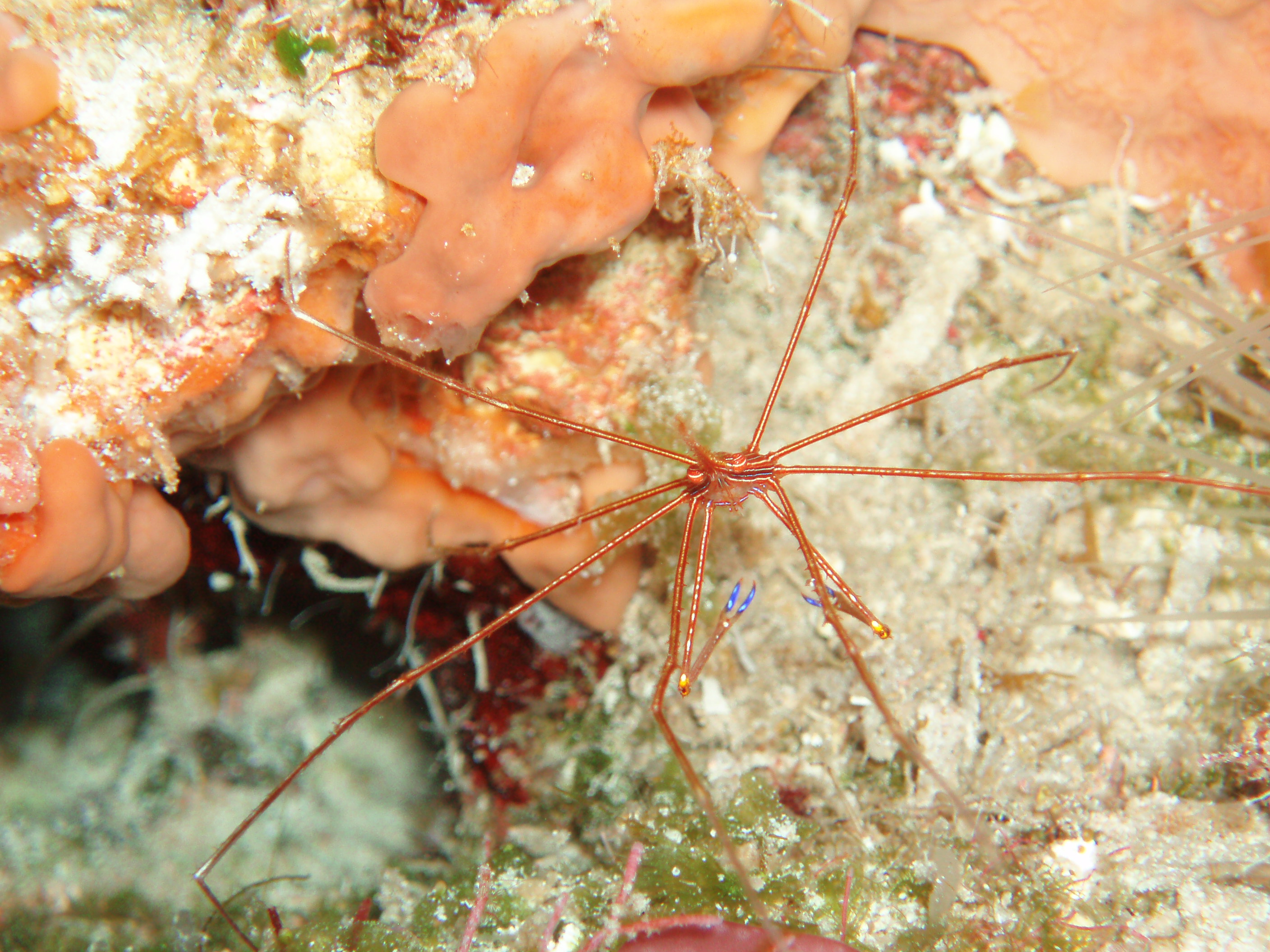 Arrow crab - Cozumel