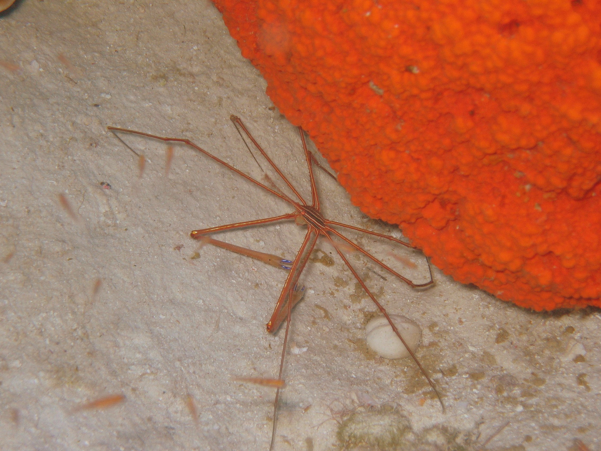 Arrow crab from Bonaire