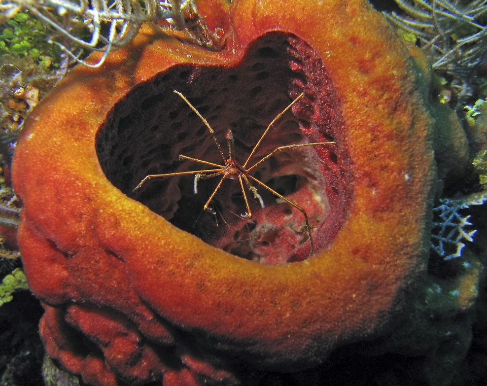 Arrow crab guarding sponge